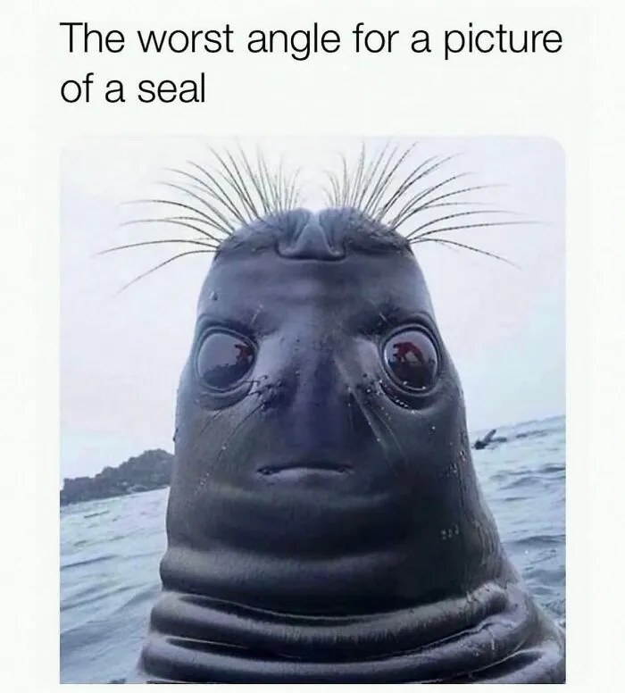 This Instagram Page Shares 55 "No Context" Animal Memes That Are Pure Comedy