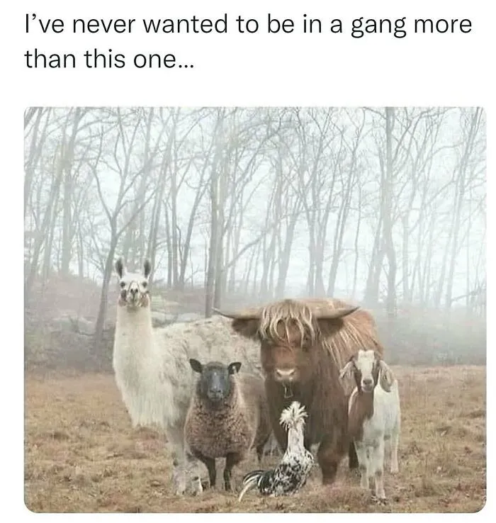 This Instagram Page Shares 55 "No Context" Animal Memes That Are Pure Comedy
