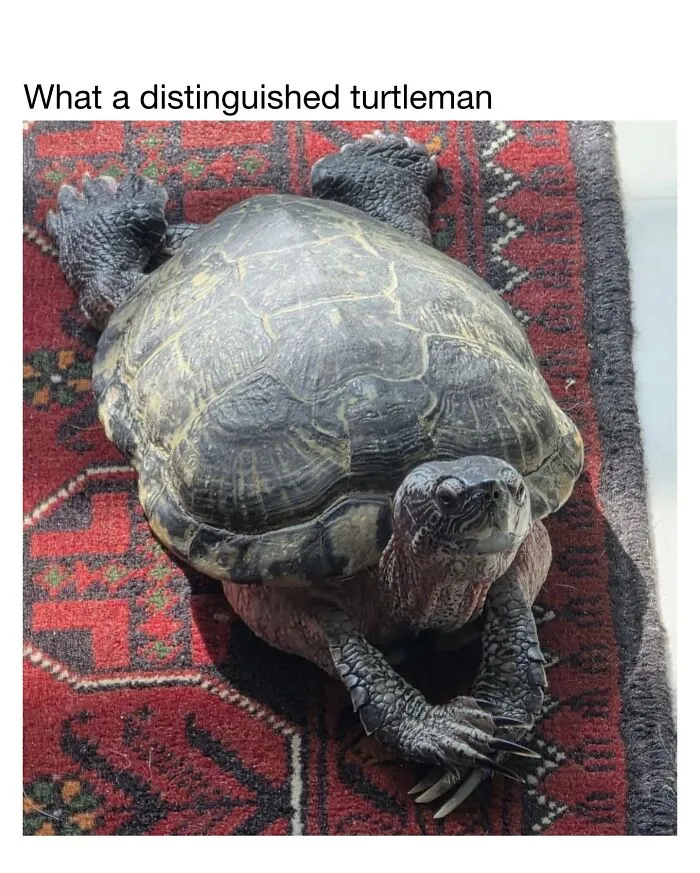 This Account Shares 50 Photos Of Animals Being Accidentally Hilarious