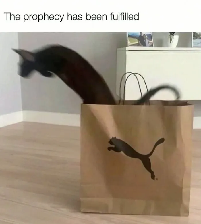 This Instagram Page Shares 55 "No Context" Animal Memes That Are Pure Comedy