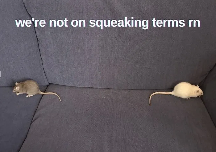 This Page Shared 50 Funny Memes For Your Daily Dose Of Cute Animal Content