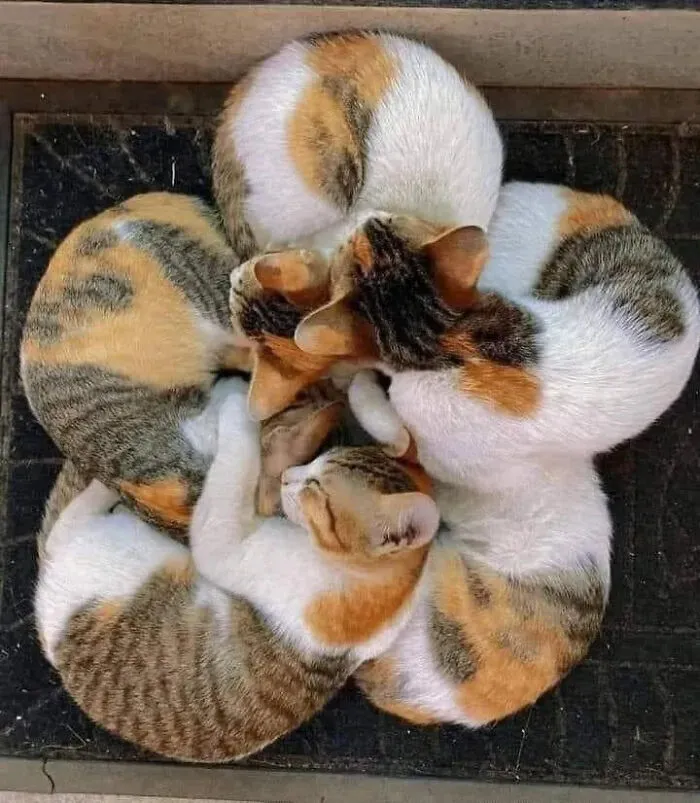 ‘Why I Should Have A Cat’ Page Shared 51 Pics That Could Turn You Into A Cat Person
