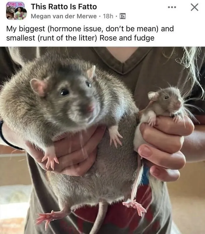 This Page Shared 50 Funny Memes For Your Daily Dose Of Cute Animal Content