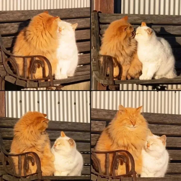 ‘Why I Should Have A Cat’ Page Shared 51 Pics That Could Turn You Into A Cat Person