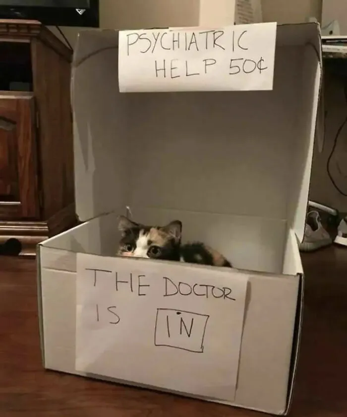 ‘Why I Should Have A Cat’ Page Shared 51 Pics That Could Turn You Into A Cat Person