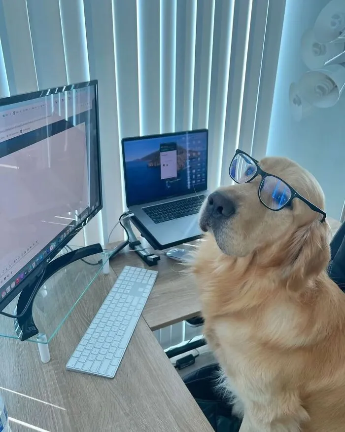 This Page Shared 59 Funny Pics Of Dogs Who Somehow Became The Cutest Remote Workers Ever