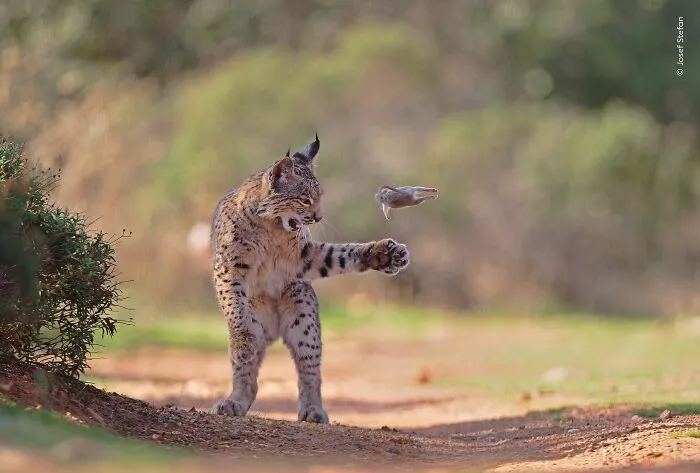 “Flying Rodent” By Josef Stefan (Winner)
