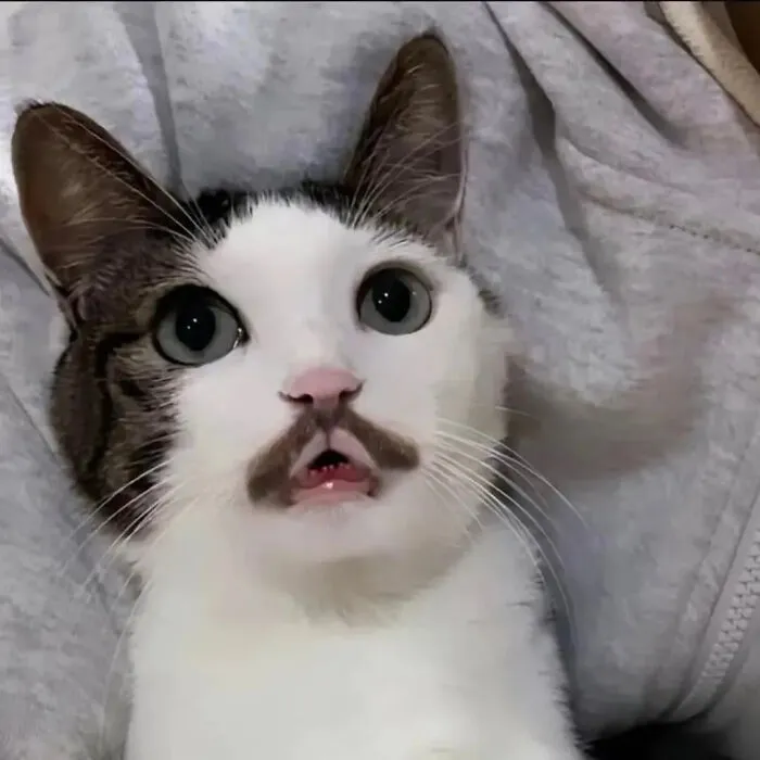 ‘Why I Should Have A Cat’ Page Shared 51 Pics That Could Turn You Into A Cat Person