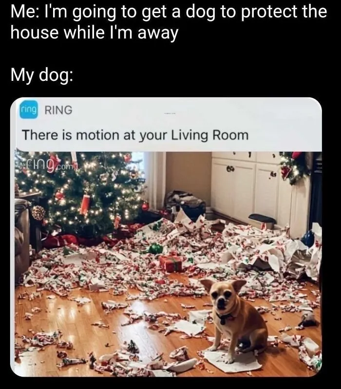 This Page Shared 50 Funny Memes For Your Daily Dose Of Cute Animal Content