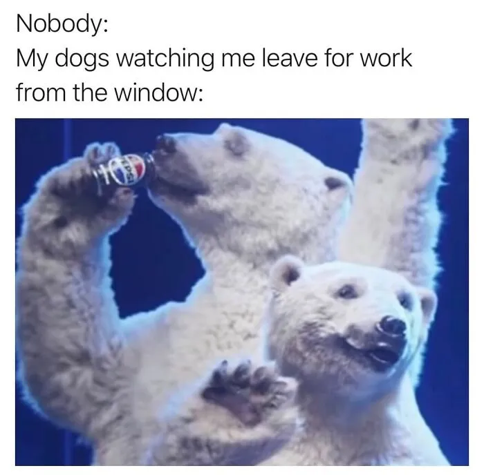 This Page Shared 50 Funny Memes For Your Daily Dose Of Cute Animal Content