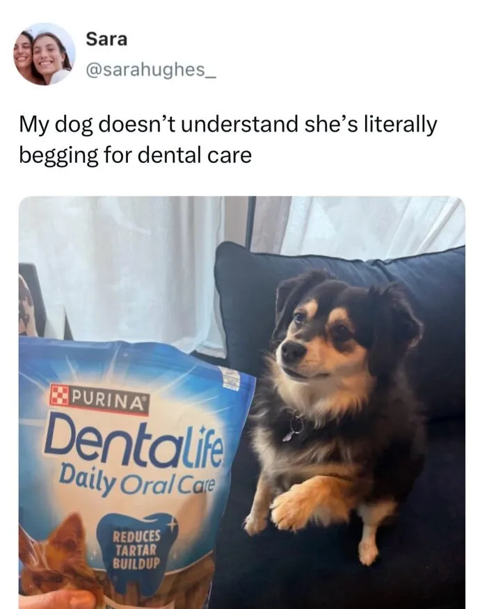 This Page Shared 50 Funny Memes For Your Daily Dose Of Cute Animal Content