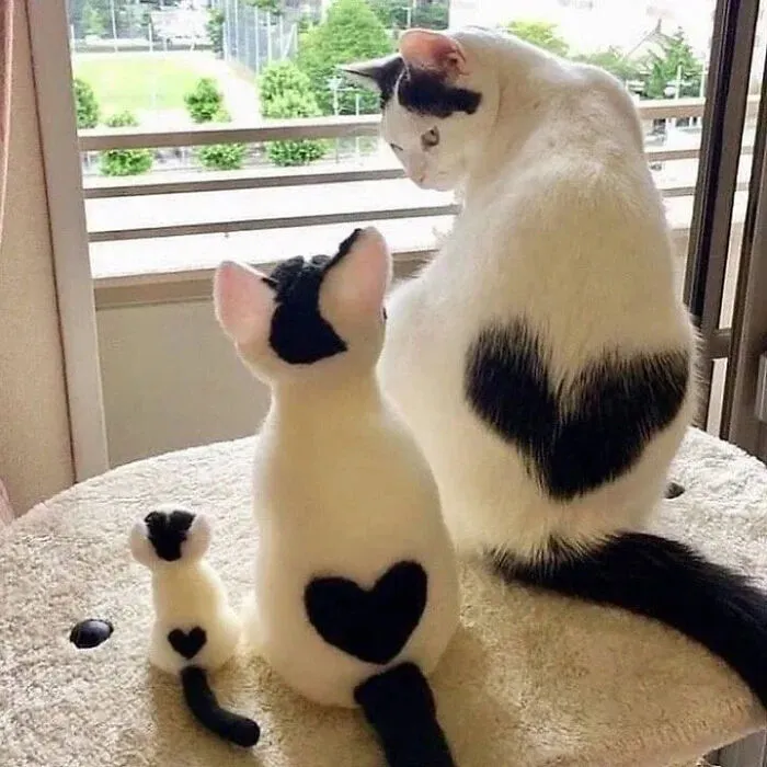 ‘Why I Should Have A Cat’ Page Shared 51 Pics That Could Turn You Into A Cat Person
