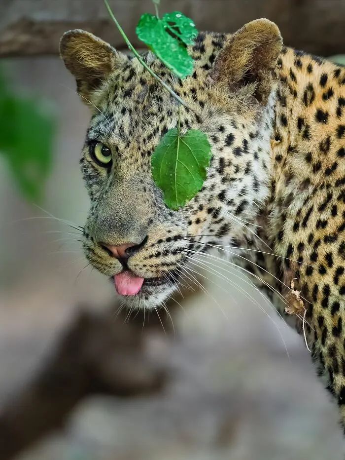 58 Powerful Wildlife Photos That Capture Nature’s Beauty, Drama, And Fragility