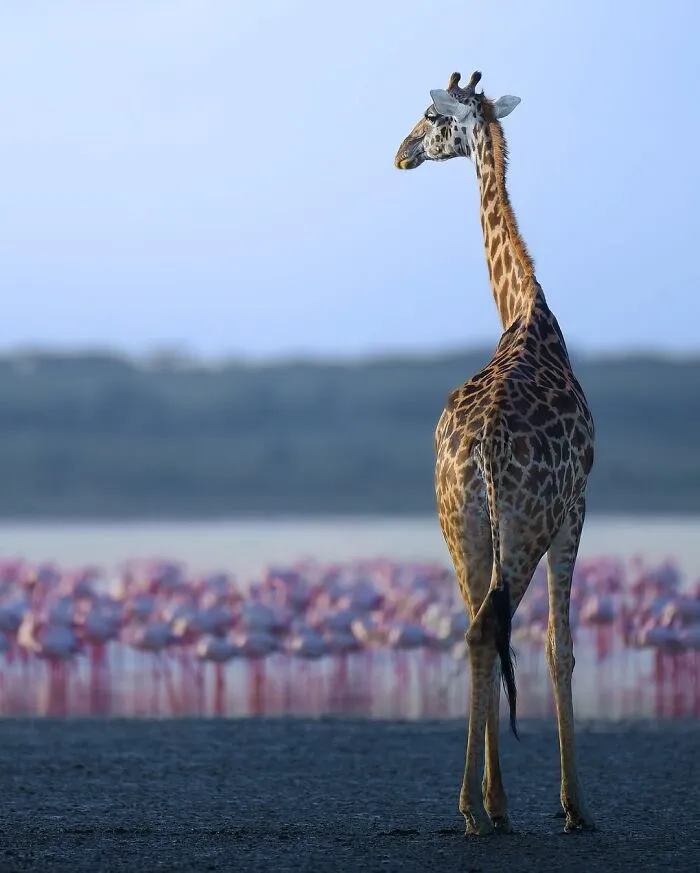 58 Powerful Wildlife Photos That Capture Nature’s Beauty, Drama, And Fragility