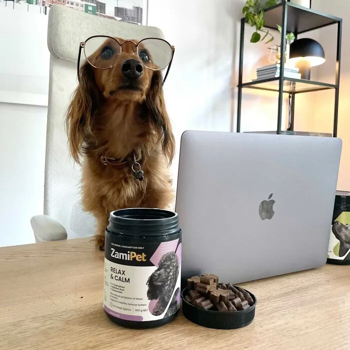 This Page Shared 59 Funny Pics Of Dogs Who Somehow Became The Cutest Remote Workers Ever