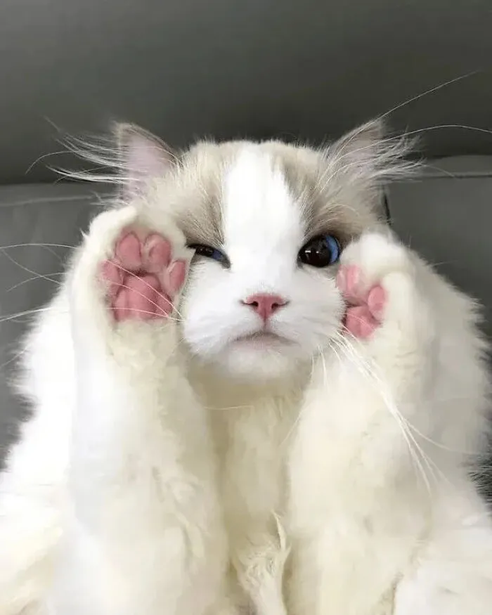 ‘Why I Should Have A Cat’ Page Shared 51 Pics That Could Turn You Into A Cat Person