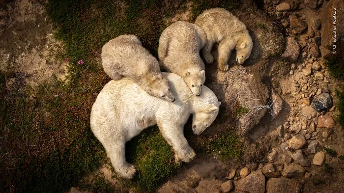 “Family Nap” By Christopher Paetkau