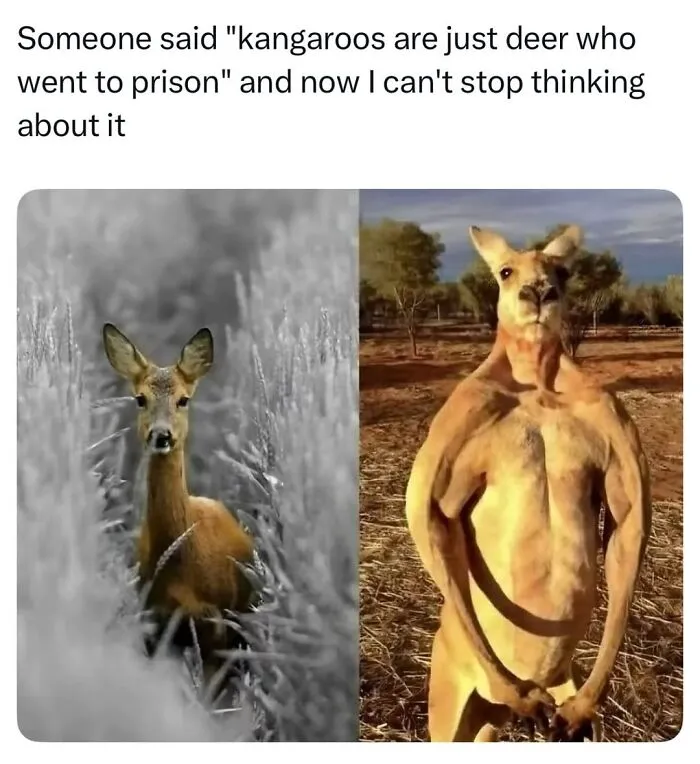 This Page Shared 50 Funny Memes For Your Daily Dose Of Cute Animal Content