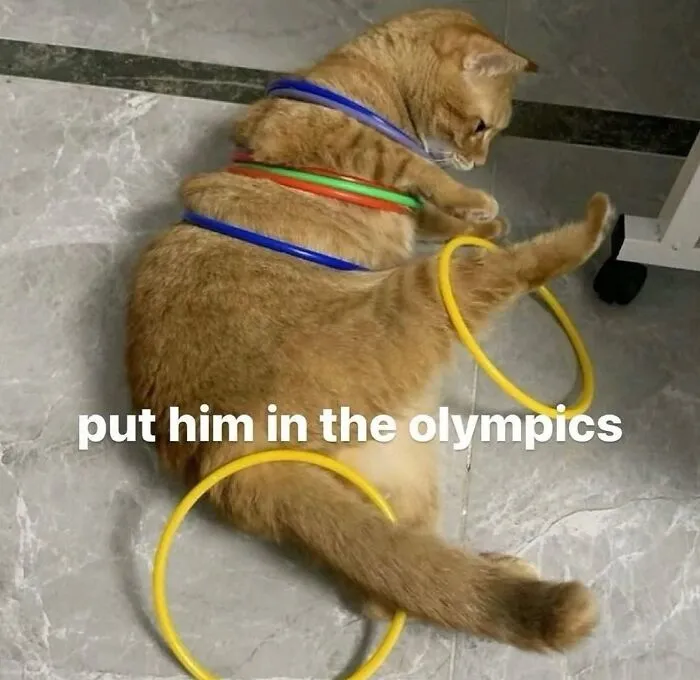 This Page Shared 50 Funny Memes For Your Daily Dose Of Cute Animal Content