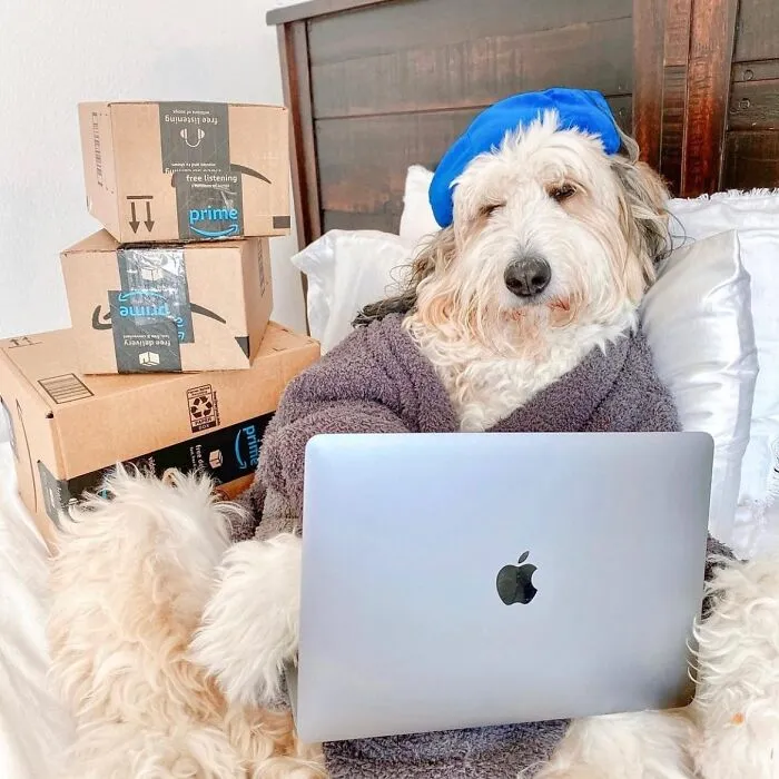 This Page Shared 59 Funny Pics Of Dogs Who Somehow Became The Cutest Remote Workers Ever