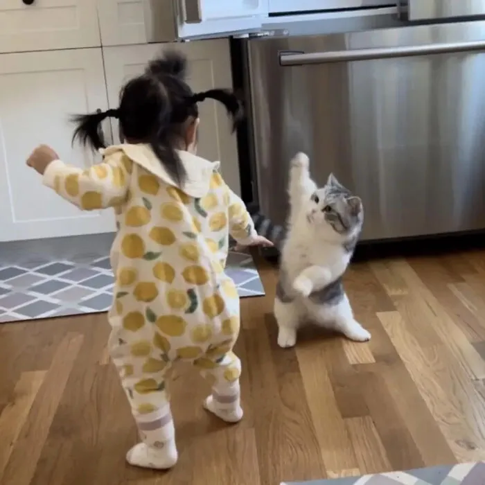 ‘Why I Should Have A Cat’ Page Shared 51 Pics That Could Turn You Into A Cat Person