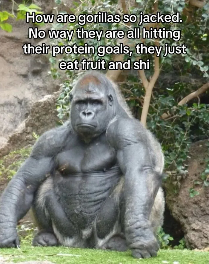 This Page Shared 50 Funny Memes For Your Daily Dose Of Cute Animal Content
