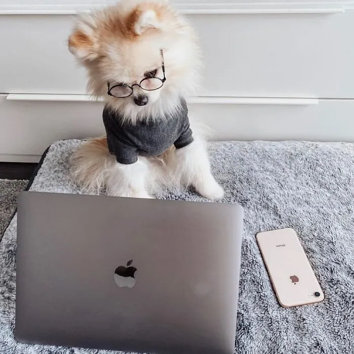 This Page Shared 59 Funny Pics Of Dogs Who Somehow Became The Cutest Remote Workers Ever