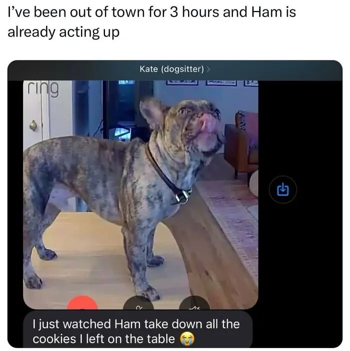 This Page Shared 50 Funny Memes For Your Daily Dose Of Cute Animal Content