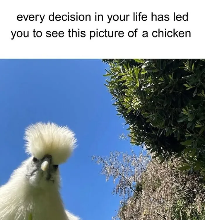 This Page Shared 50 Funny Memes For Your Daily Dose Of Cute Animal Content
