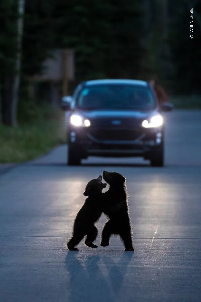 “Stand-Off On The Road” By Will Nicholls