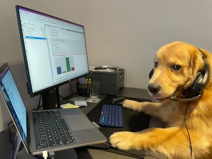This Page Shared 59 Funny Pics Of Dogs Who Somehow Became The Cutest Remote Workers Ever