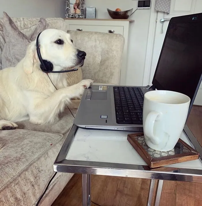This Page Shared 59 Funny Pics Of Dogs Who Somehow Became The Cutest Remote Workers Ever