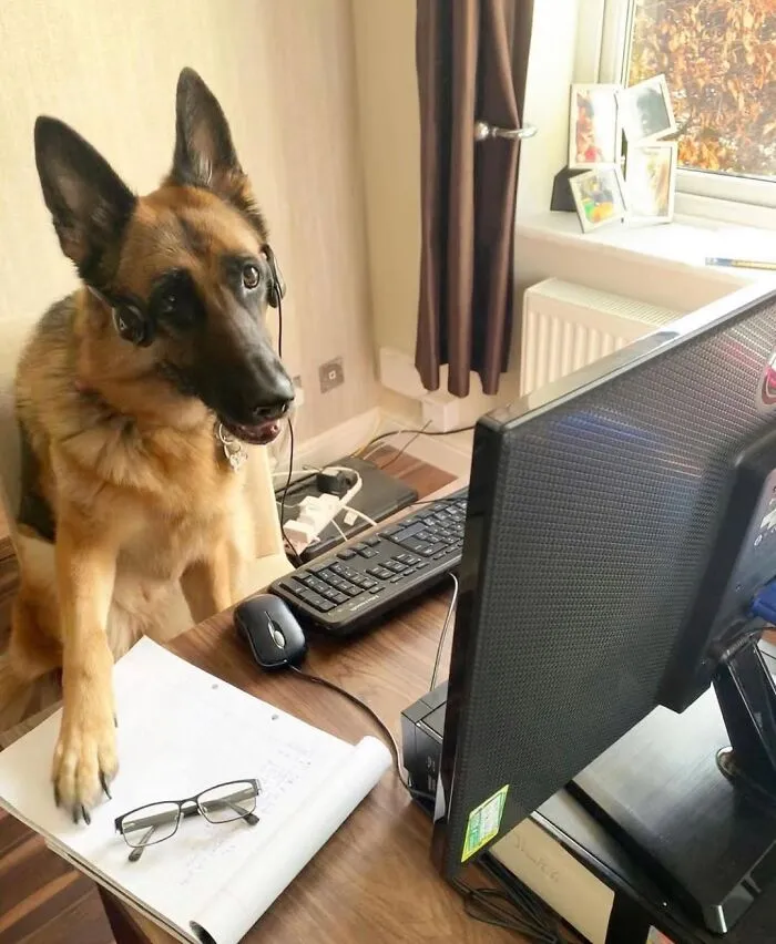 This Page Shared 59 Funny Pics Of Dogs Who Somehow Became The Cutest Remote Workers Ever