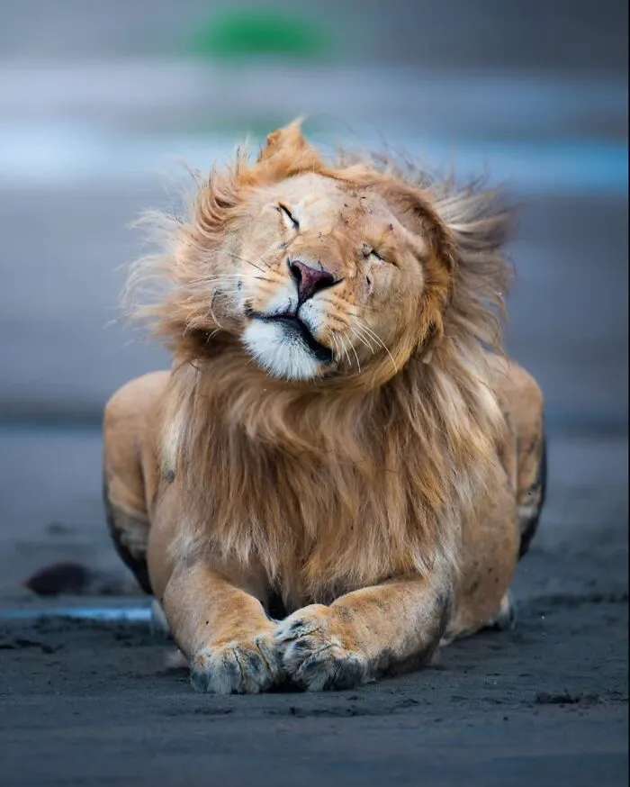 58 Powerful Wildlife Photos That Capture Nature’s Beauty, Drama, And Fragility