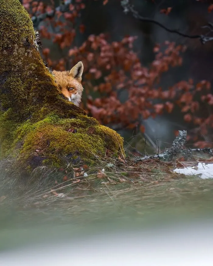 58 Powerful Wildlife Photos That Capture Nature’s Beauty, Drama, And Fragility