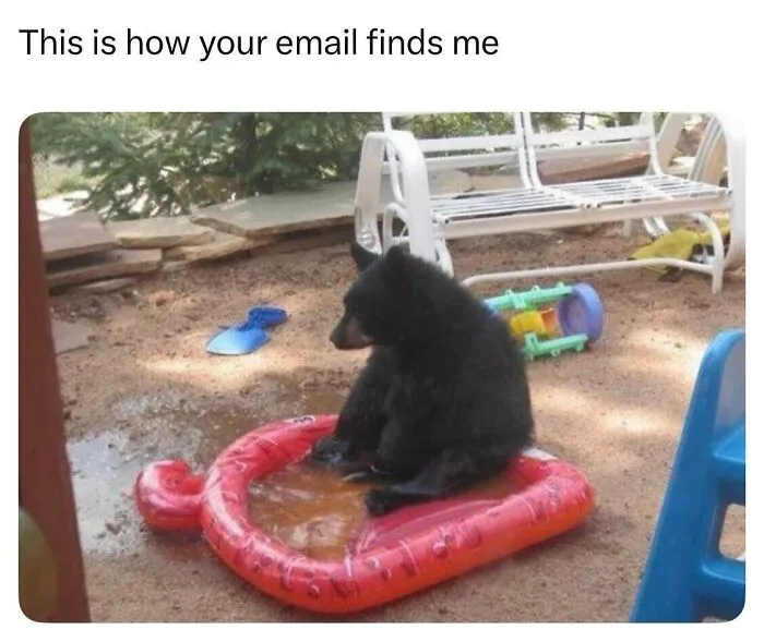 This Page Shared 50 Funny Memes For Your Daily Dose Of Cute Animal Content