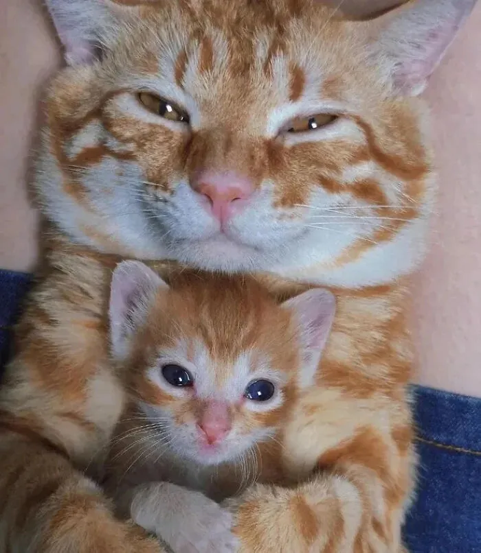‘Why I Should Have A Cat’ Page Shared 51 Pics That Could Turn You Into A Cat Person