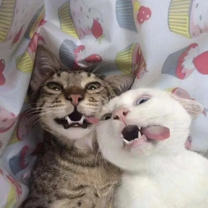 ‘Why I Should Have A Cat’ Page Shared 51 Pics That Could Turn You Into A Cat Person
