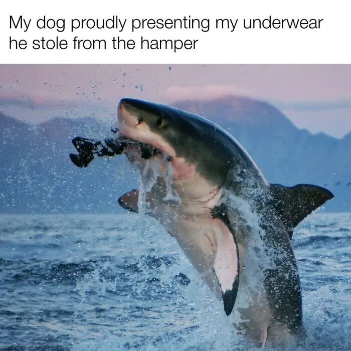 This Page Shared 50 Funny Memes For Your Daily Dose Of Cute Animal Content