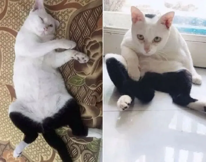 ‘Why I Should Have A Cat’ Page Shared 51 Pics That Could Turn You Into A Cat Person