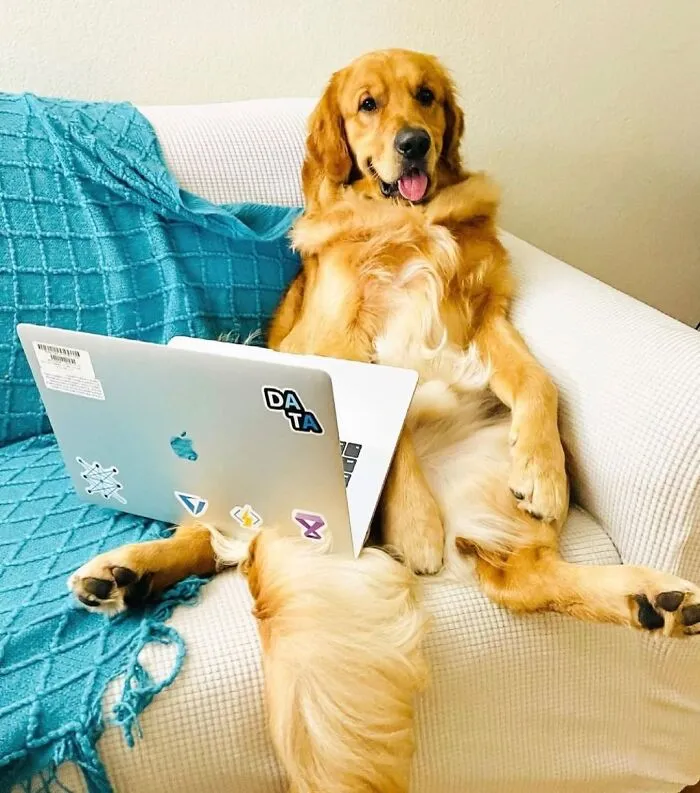 This Page Shared 59 Funny Pics Of Dogs Who Somehow Became The Cutest Remote Workers Ever