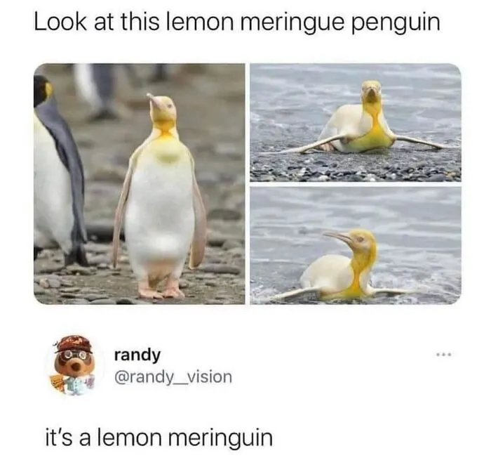 This Page Shared 50 Funny Memes For Your Daily Dose Of Cute Animal Content