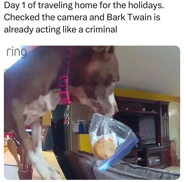 This Page Shared 50 Funny Memes For Your Daily Dose Of Cute Animal Content