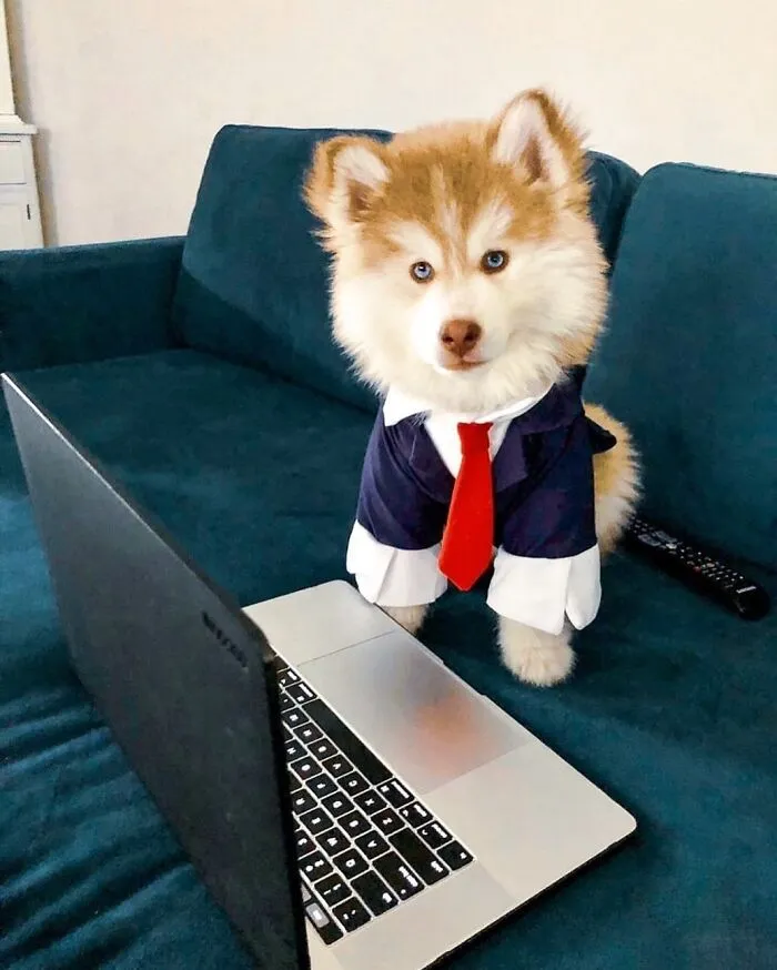 This Page Shared 59 Funny Pics Of Dogs Who Somehow Became The Cutest Remote Workers Ever