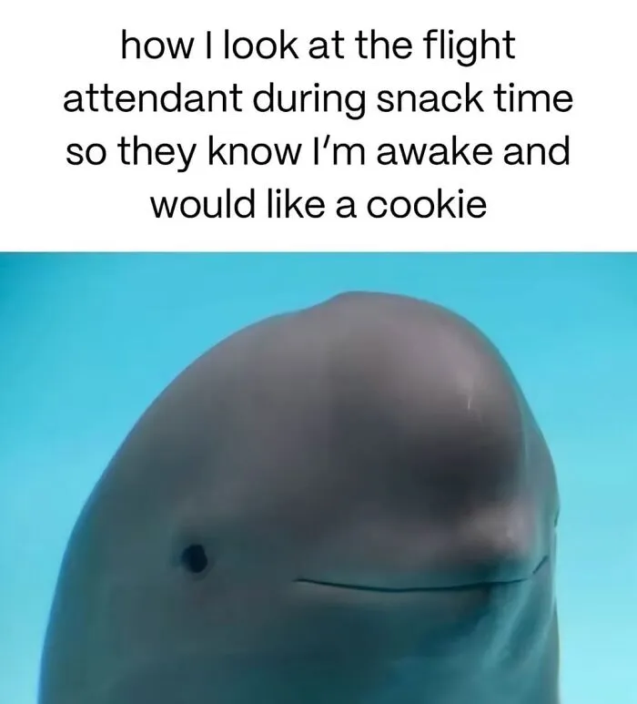 This Page Shared 50 Funny Memes For Your Daily Dose Of Cute Animal Content