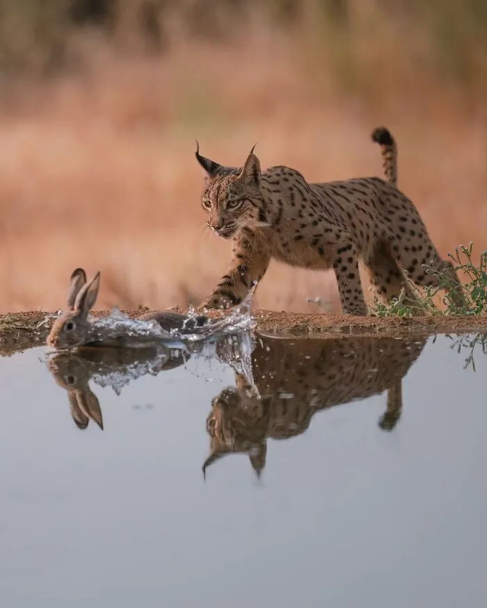 58 Powerful Wildlife Photos That Capture Nature’s Beauty, Drama, And Fragility