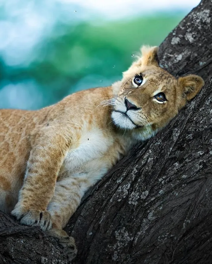 58 Powerful Wildlife Photos That Capture Nature’s Beauty, Drama, And Fragility