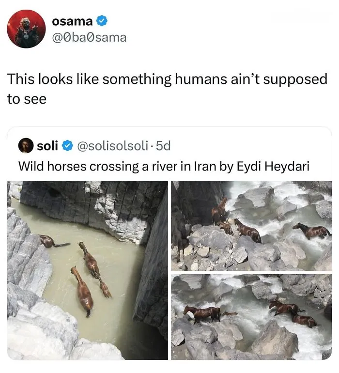 This Page Shared 50 Funny Memes For Your Daily Dose Of Cute Animal Content