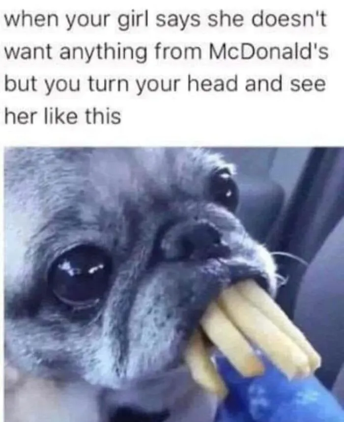 This Page Shared 50 Funny Memes For Your Daily Dose Of Cute Animal Content