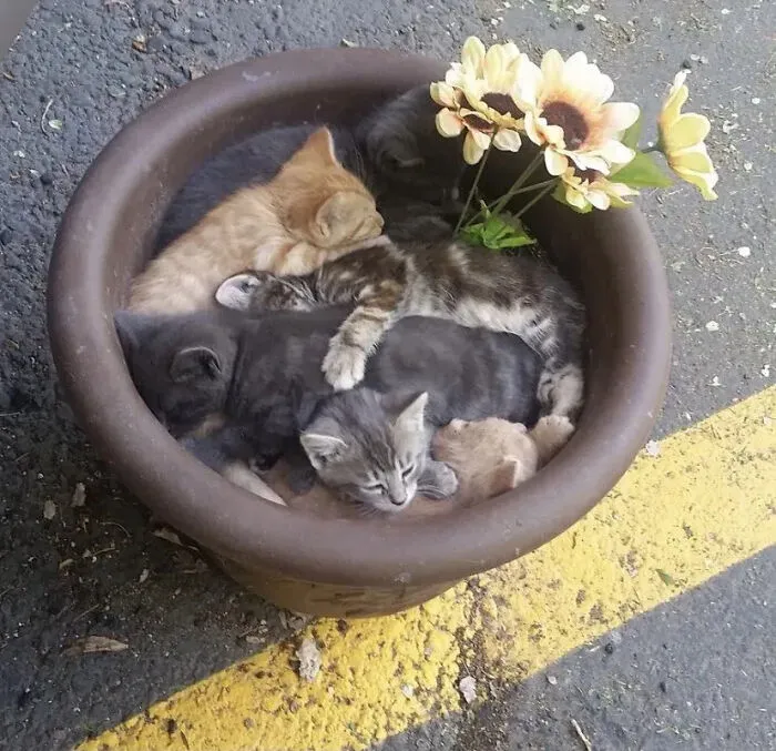 ‘Why I Should Have A Cat’ Page Shared 51 Pics That Could Turn You Into A Cat Person